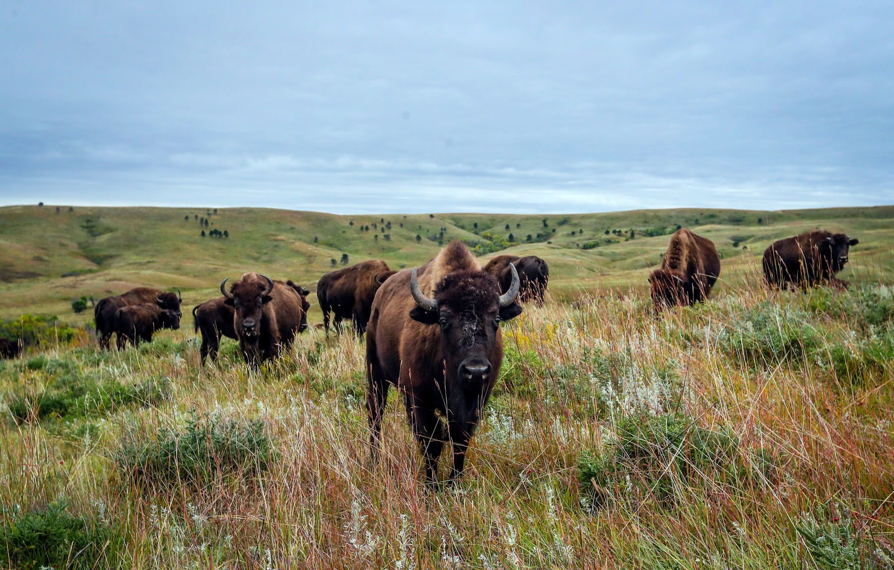 Custer State Park Prepares For Roundup